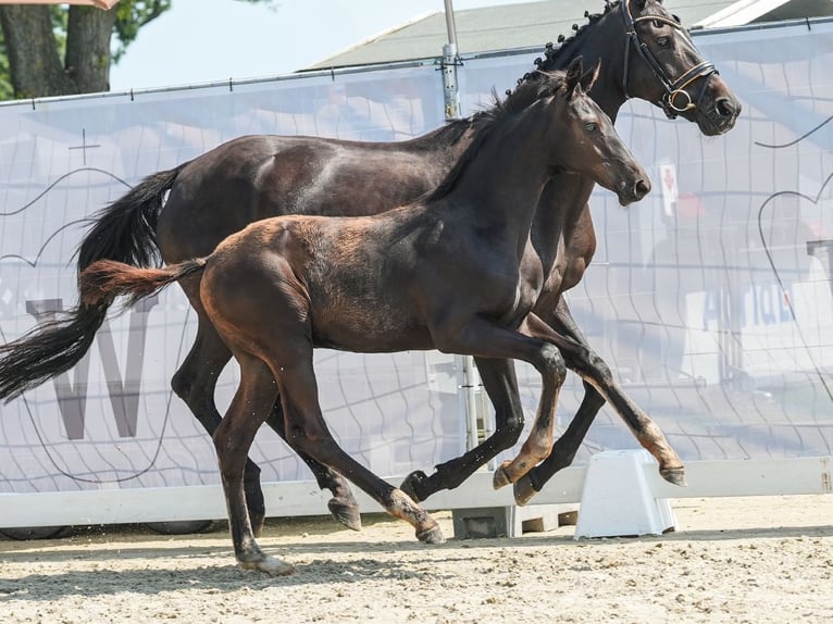 Westfaliano Stallone Puledri
 (04/2024) Baio scuro in Mönchengladbach