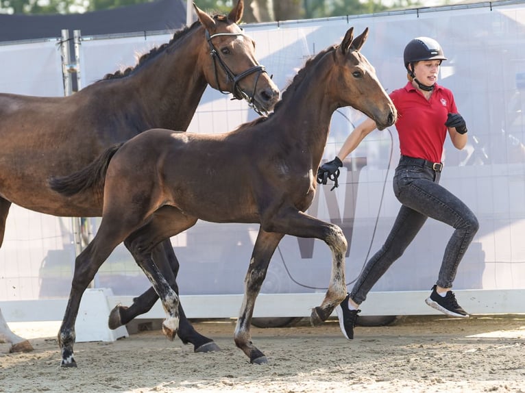 Westfaliano Stallone Puledri
 (04/2024) Baio scuro in Münster-Handorf