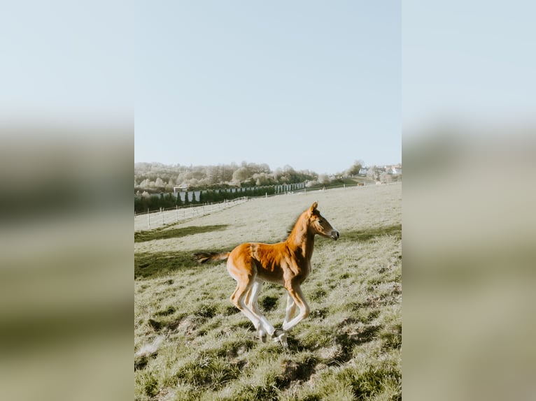 Westfaliano Stallone Puledri (03/2026) Baio scuro in Remscheid