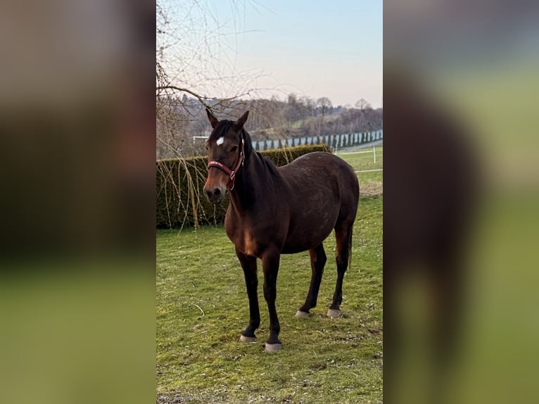 Westfaliano Stallone Puledri (03/2026) Baio scuro in Remscheid