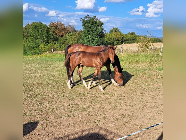 Westfaliano Stallone Puledri (04/2026) Baio scuro in Beverungen