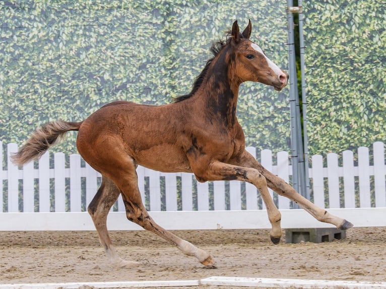 Westfaliano Stallone Puledri (04/2026) Baio scuro in Mnster-Handorf