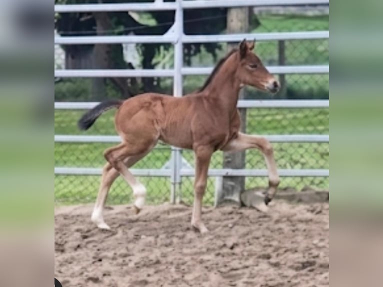 Westfaliano Stallone Puledri (01/2026)  in Borchen