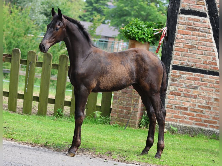 Westfaliano Stallone Puledri (03/2026)  in Greven