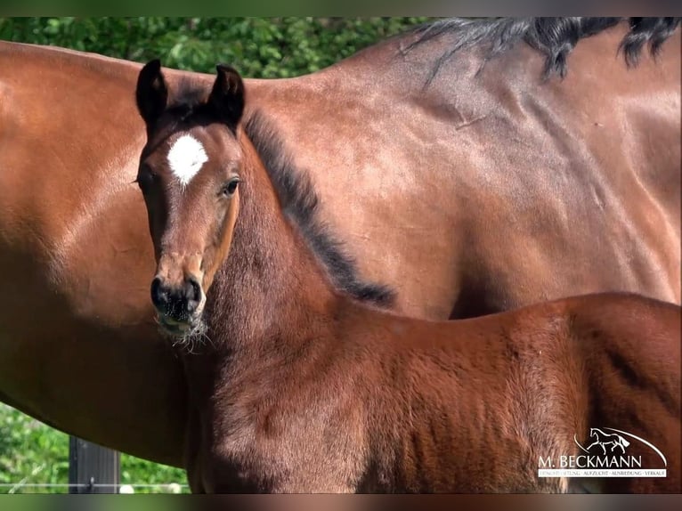 Westfaliano Stallone Puledri (03/2026)  in Gronau (Westfalen)