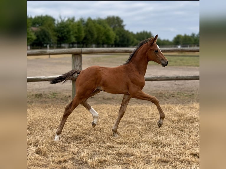 Westfaliano Stallone Puledri (01/2026)  in Marl