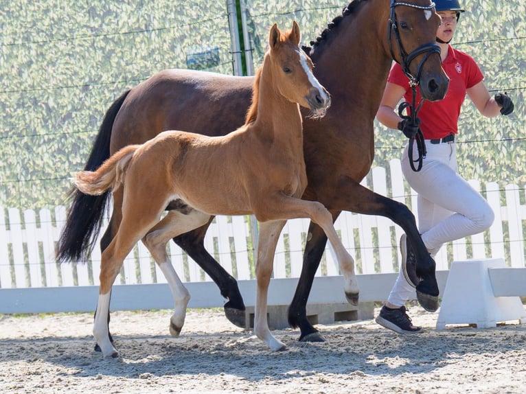 Westfaliano Stallone  Falbo in Mnster-Handorf