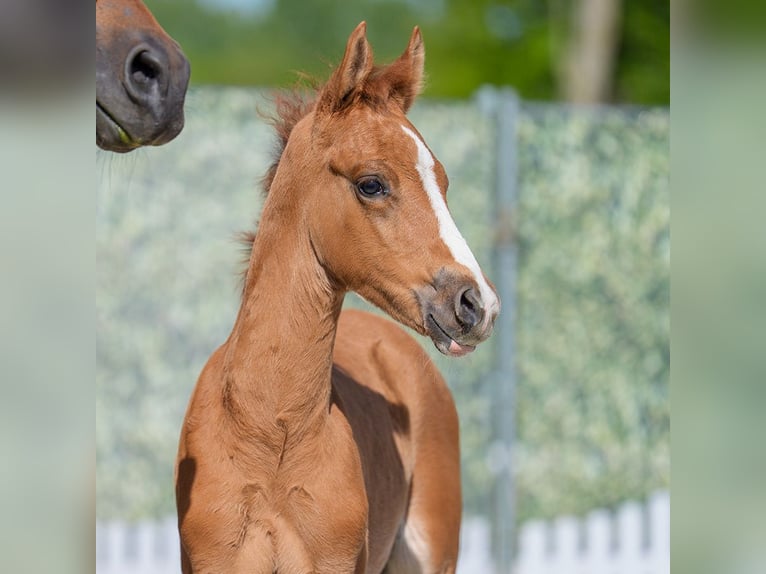 Westfaliano Stallone  Falbo in Mnster-Handorf
