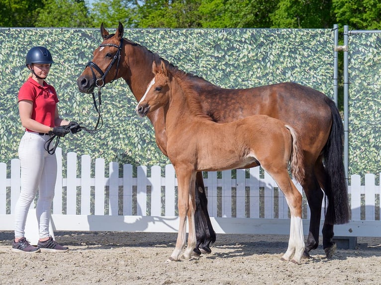 Westfaliano Stallone  Falbo in Mnster-Handorf