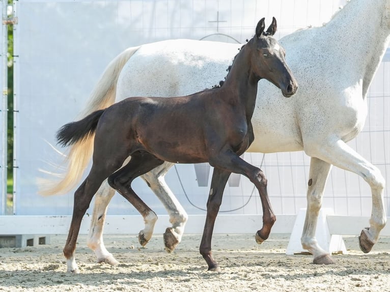 Westfaliano Stallone Puledri (04/2024) Grigio in Münster-Handorf