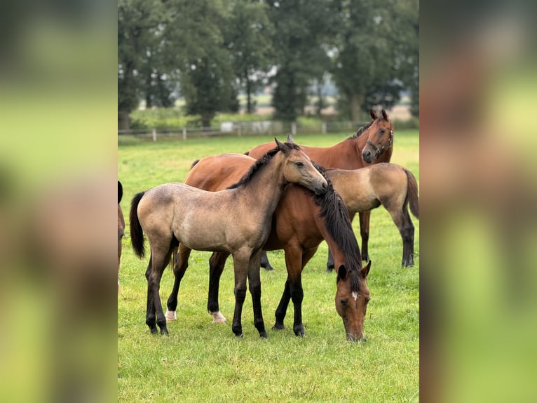 Westfaliano Stallone Puledri (04/2024) Grigio in Neuenkirchen-Vörden