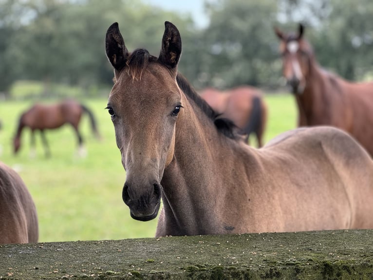 Westfaliano Stallone Puledri (04/2024) Grigio in Neuenkirchen-Vörden