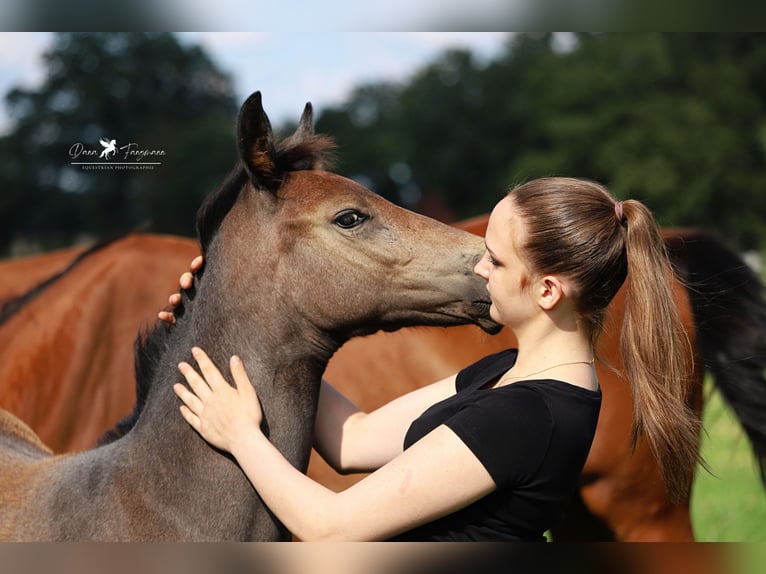 Westfaliano Stallone Puledri (04/2024) Grigio in Neuenkirchen-Vörden