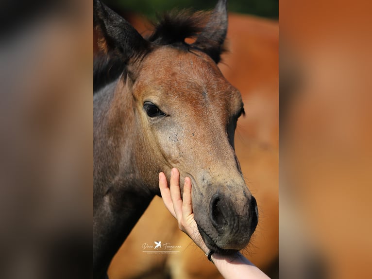 Westfaliano Stallone Puledri (04/2024) Grigio in Neuenkirchen-Vörden