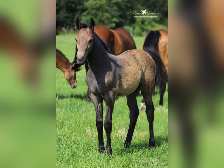 Westfaliano Stallone Puledri (04/2024) Grigio in Neuenkirchen-Vörden