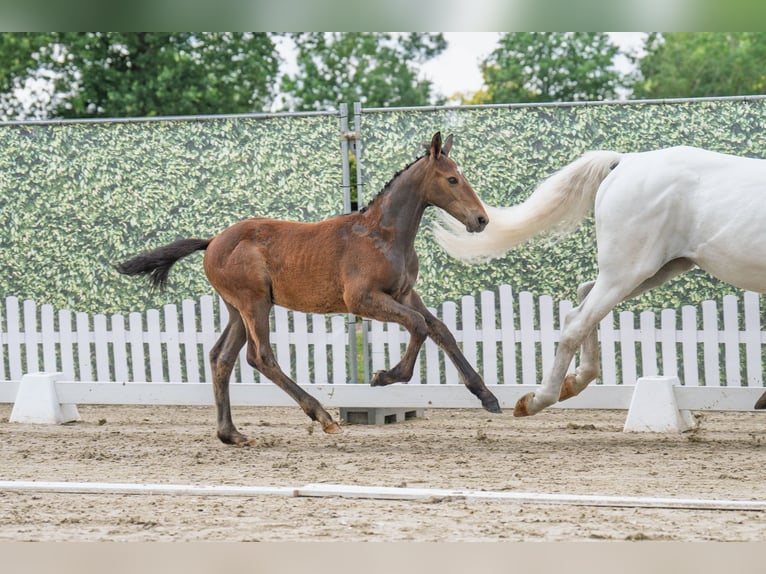 Westfaliano Stallone  Grigio in Beelen