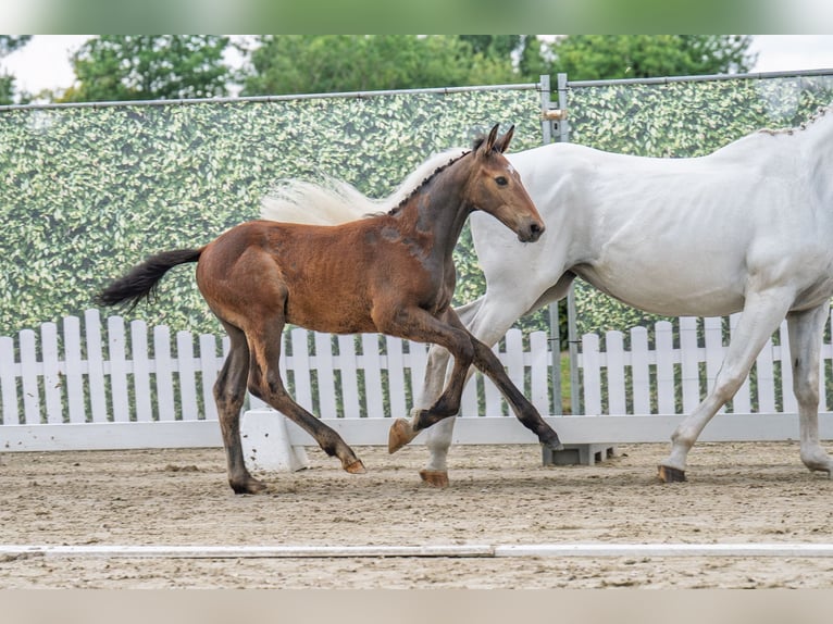 Westfaliano Stallone  Grigio in Beelen