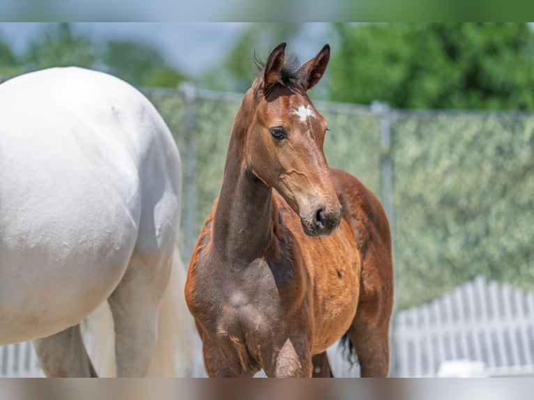 Westfaliano Stallone  Grigio in Beelen