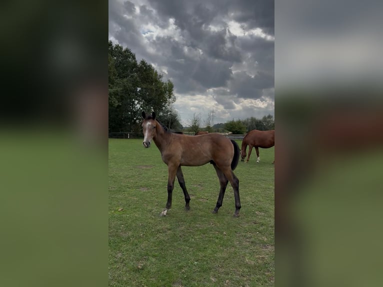 Westfaliano Stallone Puledri (03/2026) Grigio in Drensteinfurt