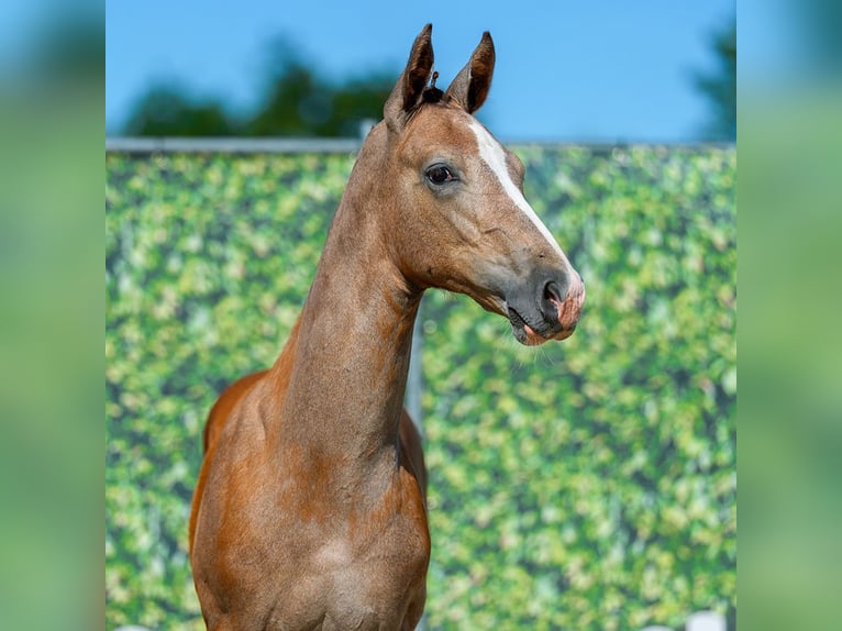 Westfaliano Stallone Puledri (05/2026) Grigio in Mnster-Handorf