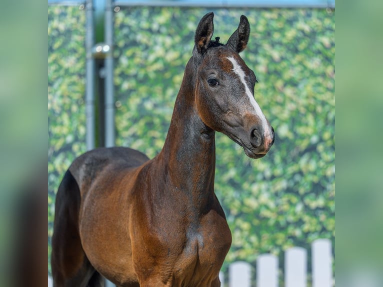 Westfaliano Stallone Puledri (05/2026) Grigio in Mnster-Handorf