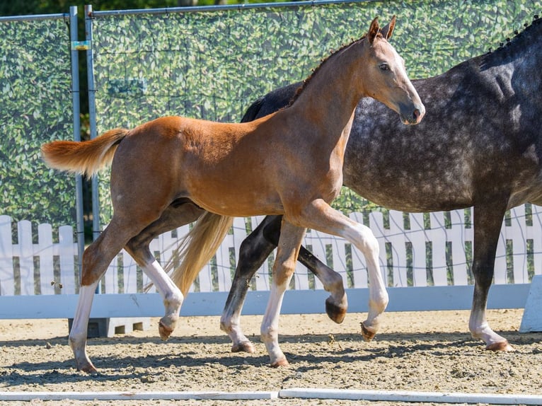 Westfaliano Stallone Puledri (05/2026) Grigio in Mnster-Handorf