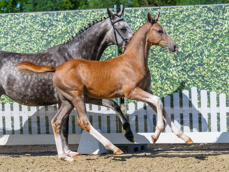 Westfaliano Stallone Puledri (05/2026) Grigio in Mnster-Handorf