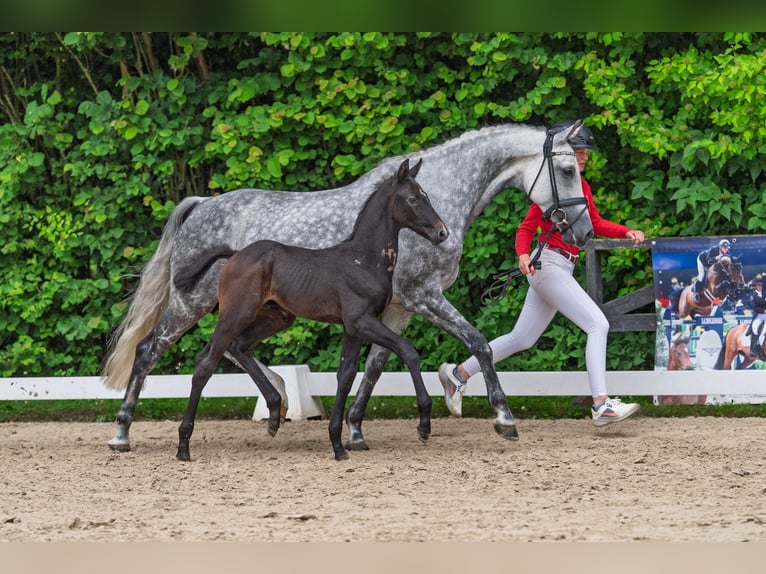Westfaliano Stallone Puledri (05/2026) Grigio in Muenster