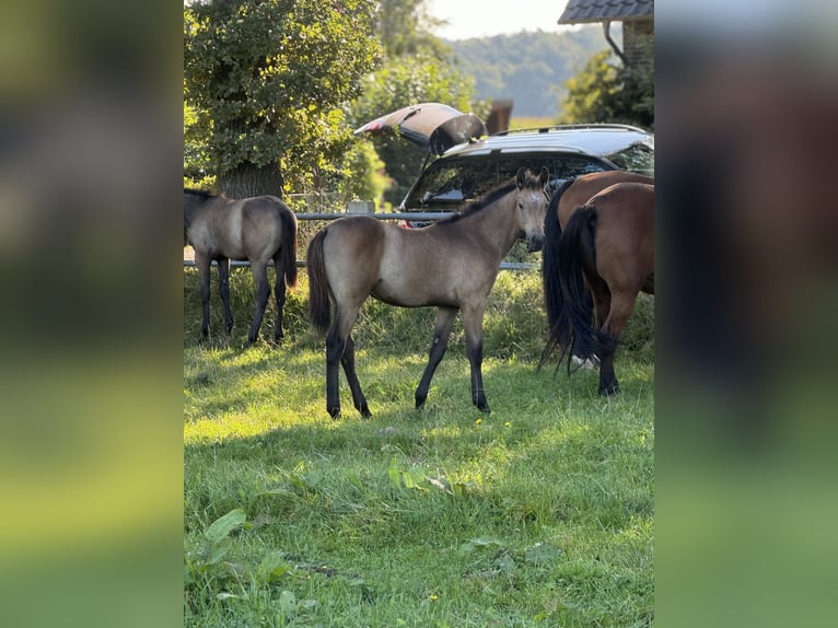 Westfaliano Stallone Puledri (04/2024) Grigio in Neuenkirchen-Vörden