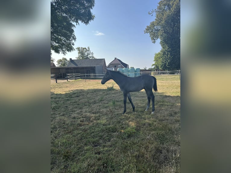 Westfaliano Stallone Puledri (04/2026) Grigio in Rheine