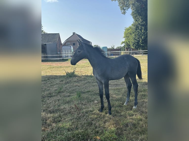Westfaliano Stallone Puledri (04/2026) Grigio in Rheine