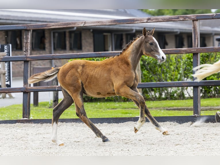 Westfaliano Stallone Puledri (03/2026) Grigio in Waddinxveen