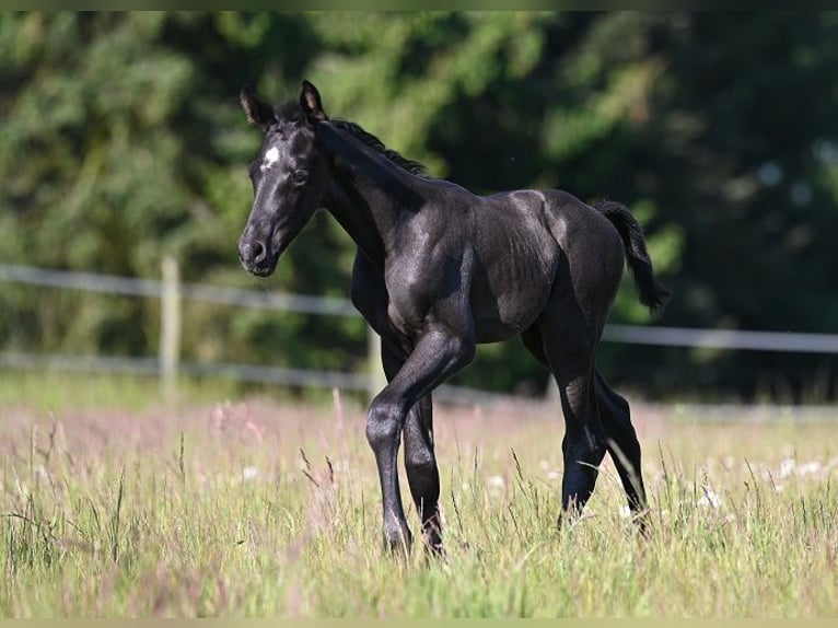 Westfaliano Stallone  Morello in Reichenwalde