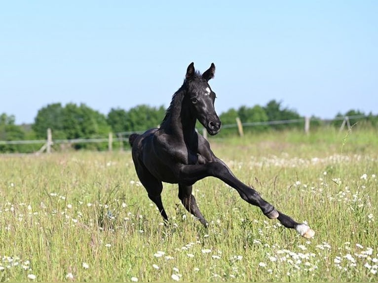 Westfaliano Stallone  Morello in Reichenwalde