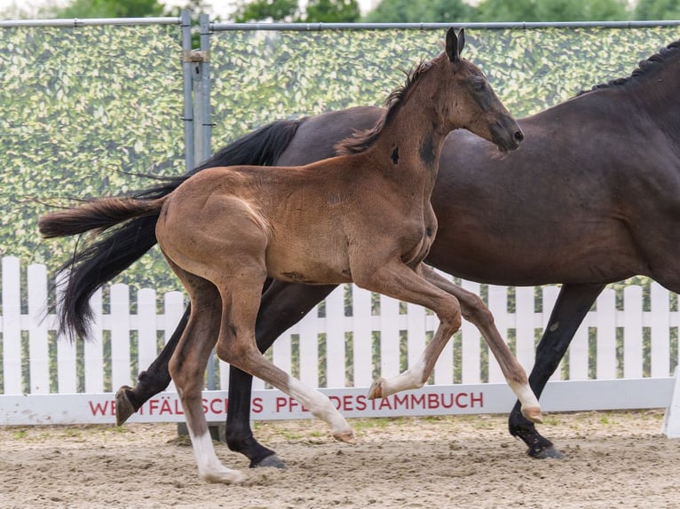 Westfaliano Stallone Puledri (04/2026) Morello in Mnster-Handorf