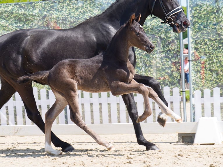 Westfaliano Stallone  Morello in Mnster-Handorf