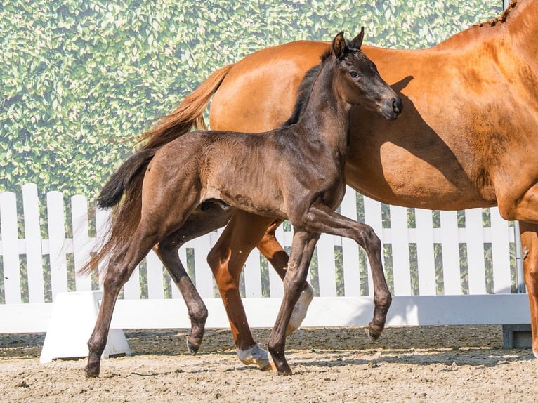 Westfaliano Stallone Puledri (05/2026) Morello in Mnster-Handorf