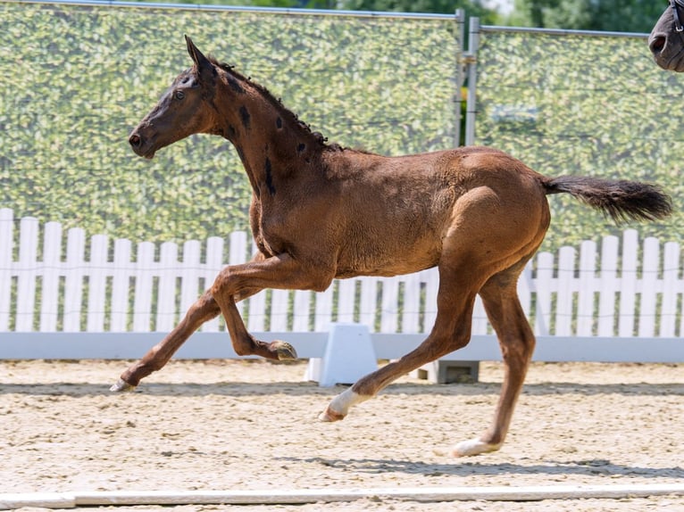 Westfaliano Stallone Puledri (03/2026) Morello in Mnster-Handorf