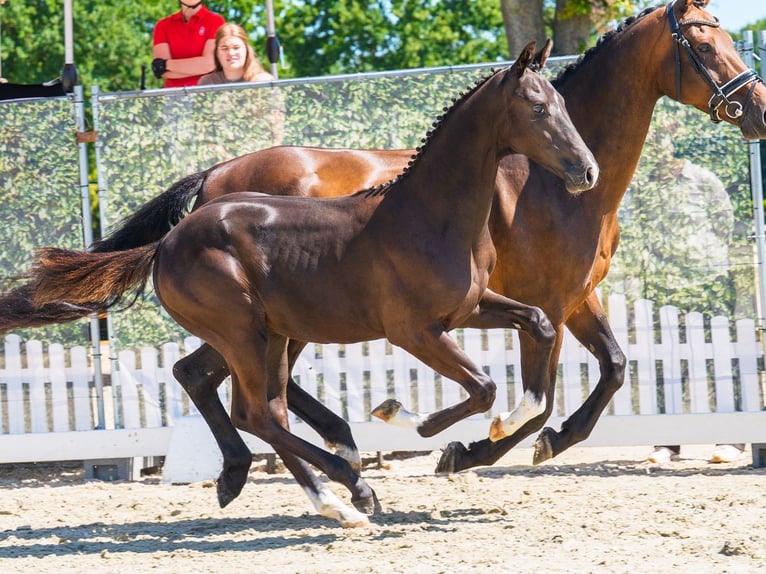 Westfaliano Stallone Puledri (03/2026) Morello in Mnster-Handorf