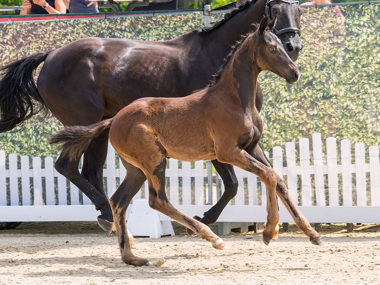 Westfaliano Stallone Puledri (04/2026) Morello in Mnster-Handorf