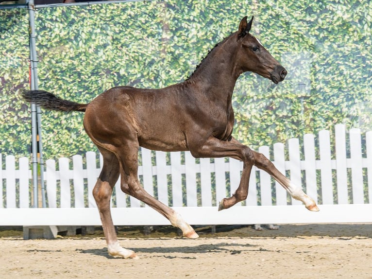 Westfaliano Stallone Puledri (05/2026) Morello in Mnster-Handorf