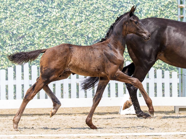 Westfaliano Stallone Puledri (04/2026) Morello in Mnster-Handorf