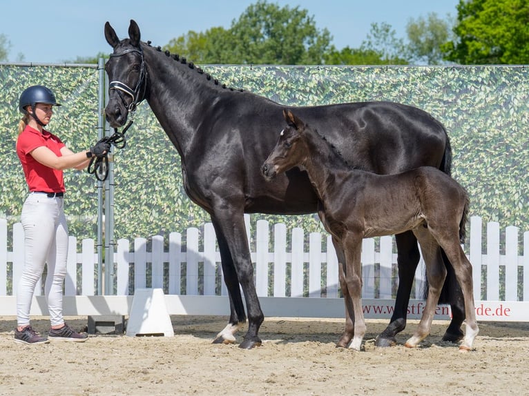 Westfaliano Stallone  Morello in Mnster-Handorf
