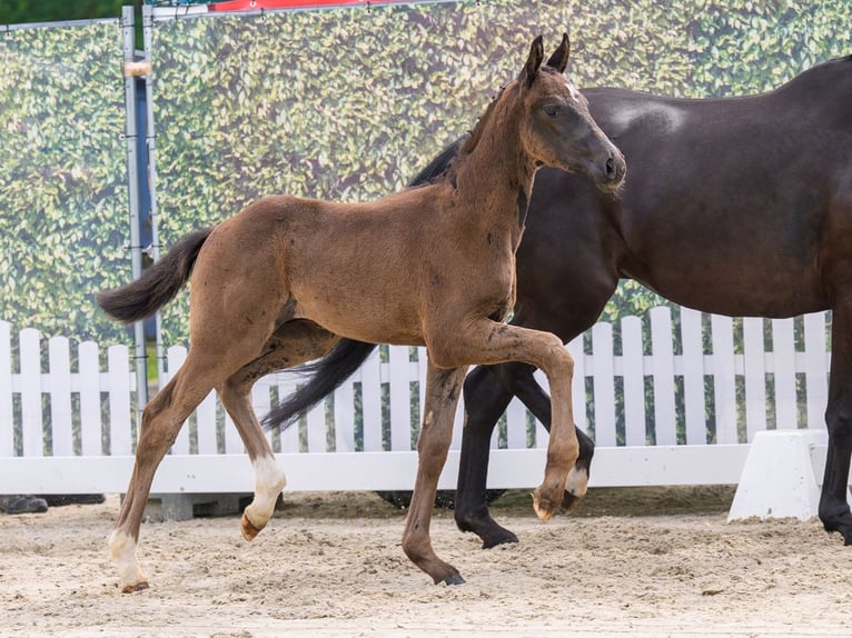 Westfaliano Stallone Puledri (04/2026) Morello in Mnster-Handorf