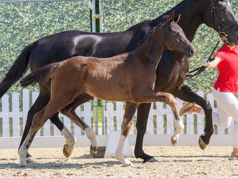 Westfaliano Stallone Puledri (04/2026) Morello in Mnster-Handorf