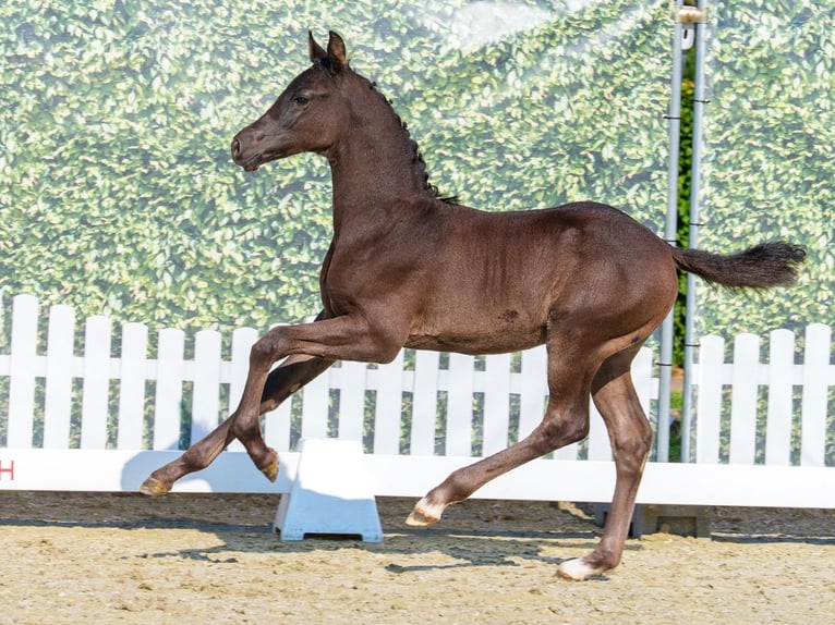 Westfaliano Stallone Puledri (04/2026) Morello in Mnster-Handorf