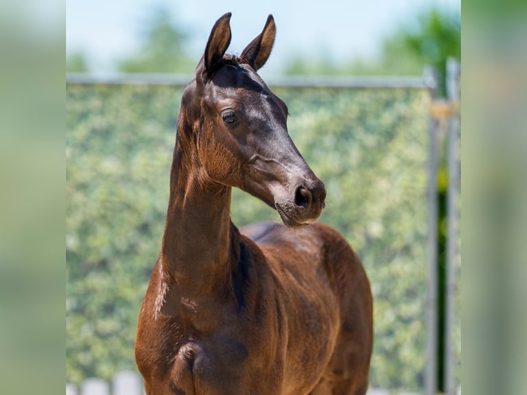 Westfaliano Stallone Puledri (04/2026) Morello in Mnster-Handorf