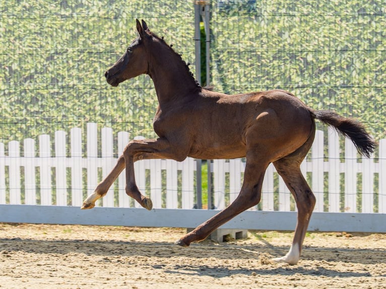 Westfaliano Stallone Puledri (04/2026) Morello in Mnster-Handorf