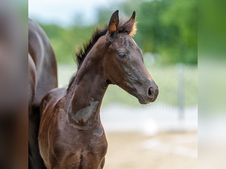 Westfaliano Stallone Puledri (05/2026) Morello in Mnster-Handorf