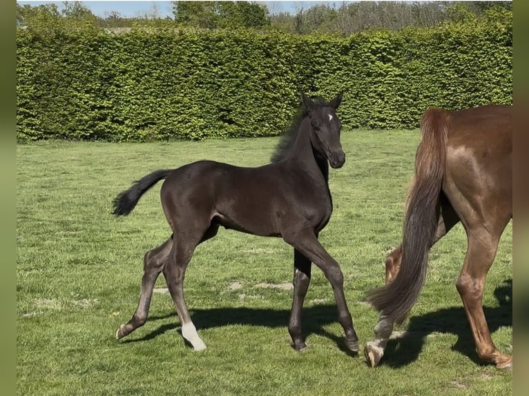 Westfaliano Stallone Puledri (03/2026) Morello in Wadersloh